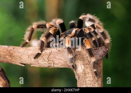 Gruselige Tarantula-Spinne auf Holzzweig im Terrarium Stockfoto