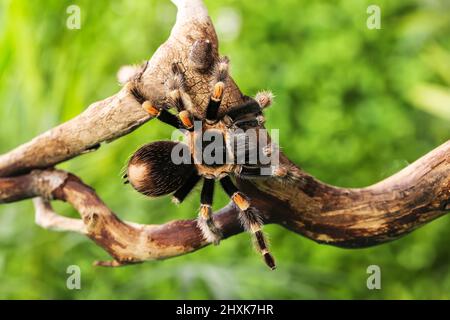 Gruselige Tarantula-Spinne auf Holzzweig im Terrarium Stockfoto