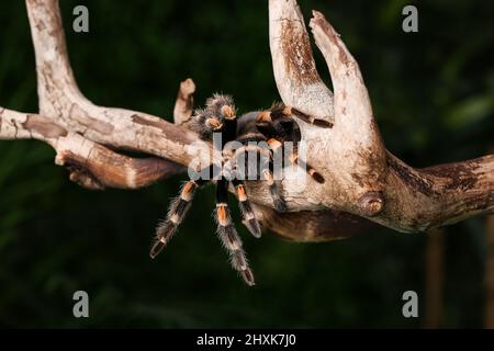 Gruselige Tarantula-Spinne auf Holzzweig im Terrarium Stockfoto