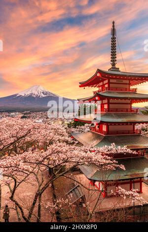 Mt. Fuji und Pagode aus Fujiyoshida, Japan, während der Frühjahrssaison mit Kirschblüten. Stockfoto