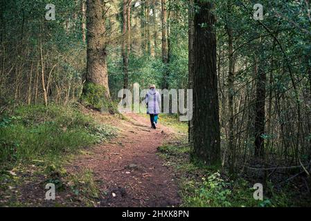 Frau mit warmem Wintermantel, die allein auf einem gewundenen Pfad durch einen dichten Wald geht. Stockfoto