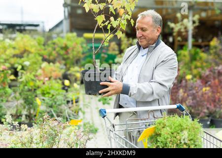 Kaukasischer Mann, der Sprossen im Gartencenter auswählt Stockfoto