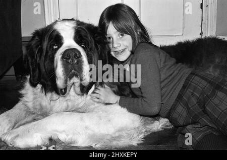 Sebastian, der St. Bernard, der sich dreimal verloren hat und den Besitzer gewechselt hat, ist zurück bei seinen ursprünglichen Besitzern, der Familie Swain. Im Bild Sebastian mit der 6-jährigen Victoria Swain. Thorpe, in der Nähe von Egham, Surrey. 29.. März 1976. Stockfoto