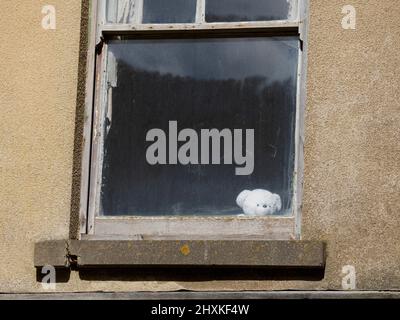 Weißer Teddybär, der aus dem Fenster eines verwüstenden Hauses blickt, nach Westen Ho!, Devon, Großbritannien Stockfoto