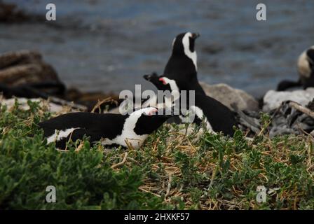 Eine bezaubernde Nahaufnahme von ein paar südafrikanischen Pinguinen, die sich nach ihrem langen Aufstieg zu ihren Nestern auf einem steilen Hügel in den Pflanzen entspannen. Stockfoto