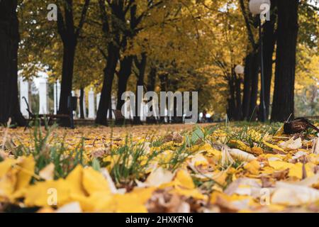 Schöne Tapete für den Herbst. Schönes Foto von einem Park mit orange-grünen und gelben Blättern mit Herbstlaub von den Bäumen auf dem Boden. Tolle Länder Stockfoto