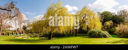 Frühling Weinender Weidenbaum Stockfoto