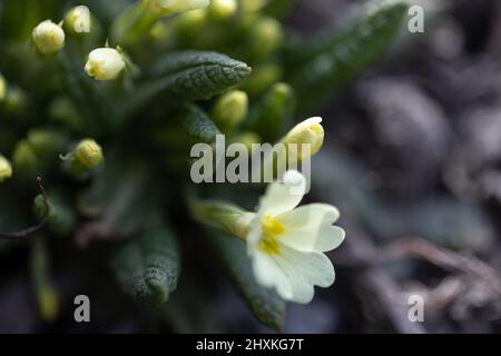 Eine kleine weiße Frühlingsblume wächst aus dem Boden. Stockfoto