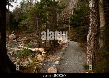 Waldweg durch Bäume am Wasser entlang Stockfoto