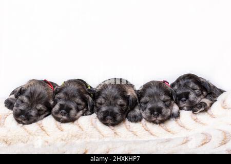 Fünf schlafende neugeborene Miniatur-Schnauzer-Welpen auf einer beige flauschigen Decke auf weißem Grund. Kleine blinde Welpen liegen nebeneinander. Nation Stockfoto