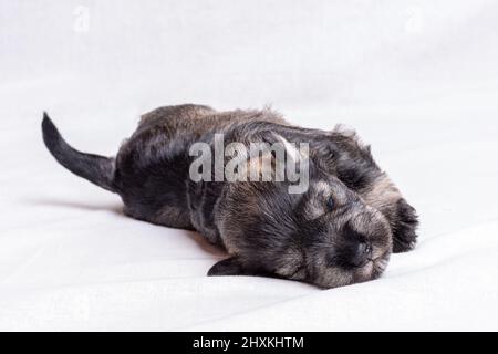 Kleiner schlafender neugeborener Miniatur-Schnauzer-Welpe auf weißem Hintergrund, Nahaufnahme. Kleiner blinder schlafender Welpe. Pflege von Haustieren Stockfoto