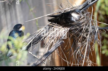 Unteradulte Weißkehlschwalbe auf dem Nest, Pilanesberg National Park Stockfoto