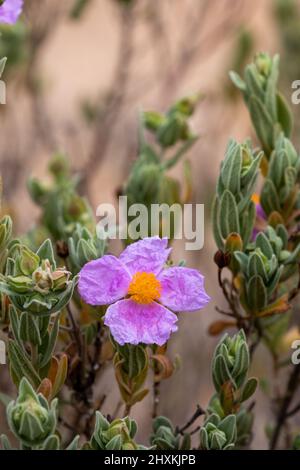 Cistus albidus, graublättrige Zistrose, die in Spanien am Berg wächst Stockfoto