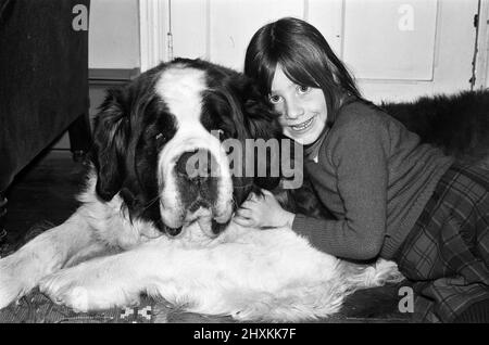 Sebastian, der St. Bernard, der sich dreimal verloren hat und den Besitzer gewechselt hat, ist zurück bei seinen ursprünglichen Besitzern, der Familie Swain. Im Bild Sebastian mit der 6-jährigen Victoria Swain. Thorpe, in der Nähe von Egham, Surrey. 29.. März 1976. Stockfoto