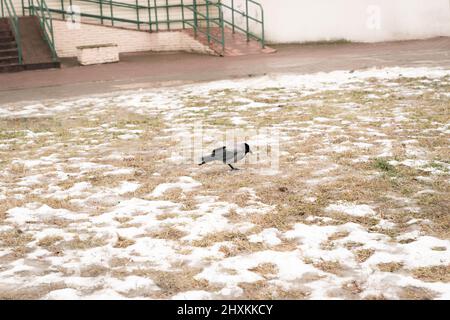 Schwarzer Rabe auf dem weißen schneebedeckten Feld grünes Gras unter Schnee Stockfoto