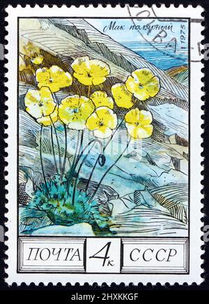 RUSSLAND - UM 19751: Eine in Russland gedruckte Marke zeigt polaren Mohn, papaver Radicatum, ist eine blühende Pflanze, wächst in arktischen und alpinen Zonen, Taiga, Stockfoto