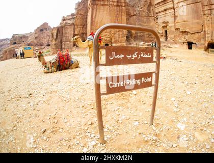 Weiche Kamele ruhen in Petra Jordanien, nachdem sie Touristen transportiert haben Stockfoto