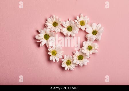 Ehrfürchtige Blüte Frühlingsblumen weiße Gerbera in Herzform auf rosa Wandhintergrund, flach legen, kopieren Raum, Liebe, Blüte, Flora, Draufsicht Stockfoto