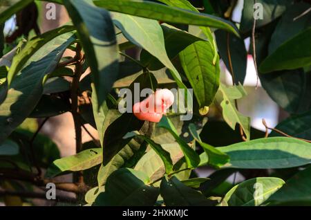 Kleine, hellrosa Rosenäpfel ( Syzygium samarangense ), die auf einem Baum in Goa, Indien, wachsen Stockfoto