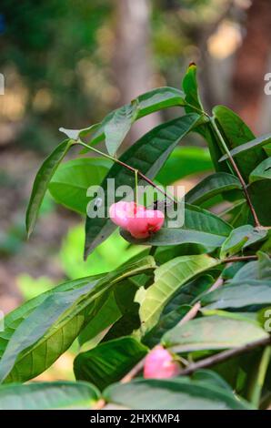 Kleine, hellrosa Rosenäpfel ( Syzygium samarangense ), die auf einem Baum in Goa, Indien, wachsen Stockfoto