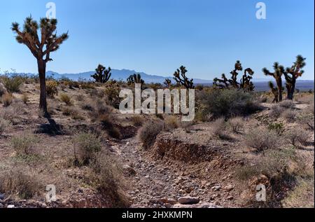 Joshua-Bäume, Kakteen und ausgetrocknete Schluchten entlang der Joshua Tree Road - ein landschaftlich reizvoller Rückweg in der Mojave-Wüste nördlich von Mesquite, Nevada Stockfoto