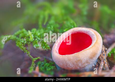 Sarcoscypha austriaca - ein seltener, nicht essbarer saprobischer Pilz, der als scharlachrote Elfschale bekannt ist. Beigefarbene Pilzbecher innen scharlachrot, auf einem umgestürzten Baum wachsend Stockfoto