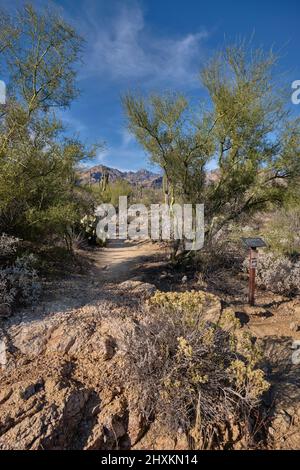 Gut ausgeschilderte Wanderwege führen durch die dürde Wüstenvegetation. Sabino Canyon Erholungsgebiet, AZ Stockfoto