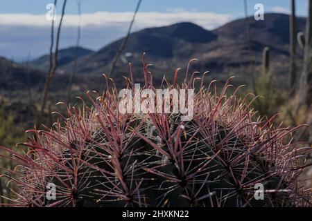 Ganz nah am Fishhook Barrel Cactus mit gelb getippten, rosa Stacheln. Verschwommener Hintergrund des Tucson Mountain Park, Arizona Stockfoto