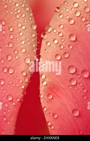 Frühling Hintergrund mit Blumen. Schöne bunte Tulpe an einem sonnigen Tag. Naturfotografie im Frühling. Makroaufnahme von Wassertropfen auf einer Blume. Stockfoto
