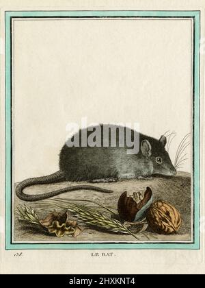 Le Rat. Kupferstich, der in den 1700er Jahren für den französischen Naturforscher Georges-Louis Leclerc, Comte de Buffon (1707–1788) nach einer Zeichnung des französischen Tierkünstlers Jacques Henri E. de Sève (fl.1742–1788) erstellt wurde. Die Gravur erschien in Buffons einflussreichem naturgeschichtlichem Werk, dem 36-bändigen Werk „Histoire Naturelle, générale et particulière …“, das zwischen 1749 und 1788 veröffentlicht wurde. Diese später handkolorierte Illustration stammt aus der seltenen französischen Ausgabe der „Histoire“ aus dem Jahr 1780. Stockfoto