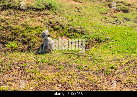 Ein grauer Langur-Affe sitzt auf einer Graswiese im Yala National Park, Sri Lanka Stockfoto