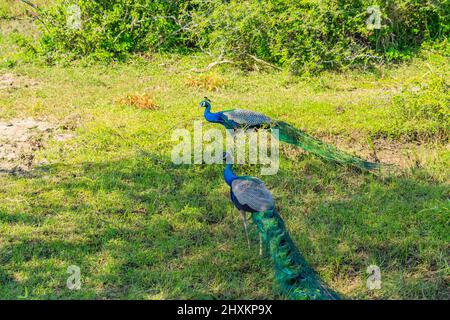 Blick auf zwei wilde Pfauen, die auf einer Wiese im Yala-Nationalpark herumwandern Stockfoto