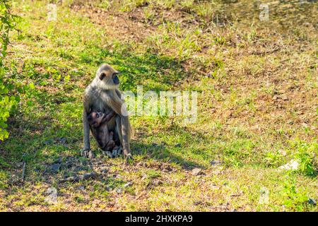 Ein grauer Langur-Affe sitzt auf einer Graswiese im Yala National Park, Sri Lanka Stockfoto