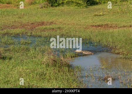 Einzelnes Krokodil, das im Wasser im Yala National Park in Sri Lanka liegt Stockfoto