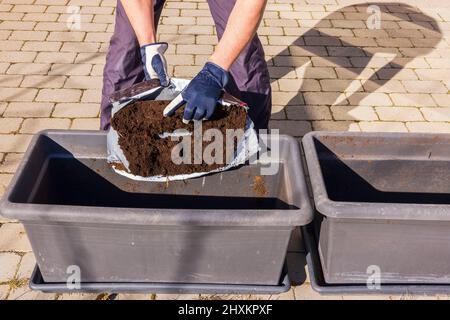 Nahaufnahme der Hände des Menschen, die Erde in die Blumenküste gießen. Schweden. Stockfoto