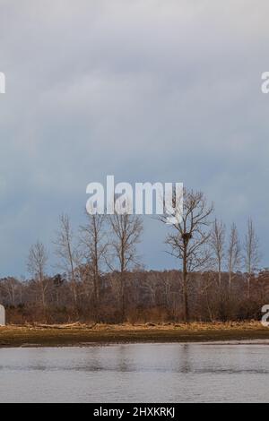 Weißkopfseeadler nisten in einem Baum auf Shady Island entlang der Steveston-Küste in British Columbia, Kanada Stockfoto