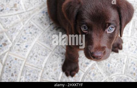 Welpe sitzt und schaut auf die Kamera. Schöner Hund. Verschwommener Hintergrund Stockfoto