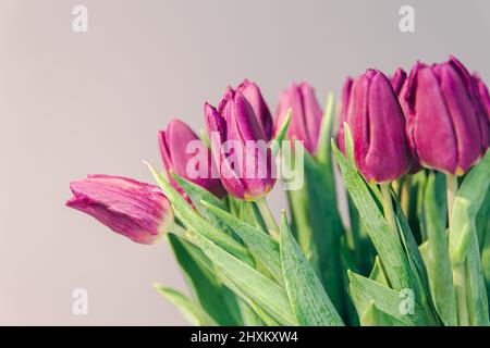 Nahaufnahme, lila Tulpen auf grauem Hintergrund. Stockfoto