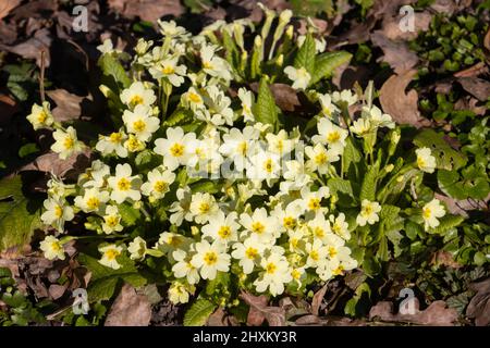 Im Frühjahr wächst die wilde Primrose zwischen den Blättern, auch Primula vulgaris genannt Stockfoto