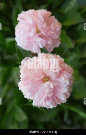 Zwei rosa Pfingstrosen-Blüten. Makro-Bild von zwei großen Bud üppig rosa Pfingstrose Blume Stockfoto