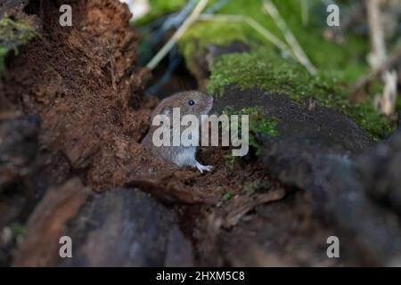 Bankmaus -Myodes glareolus. Stockfoto