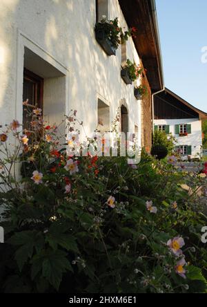 Morgenlicht auf Garten und Fassade alter Bauernhäuser Stockfoto