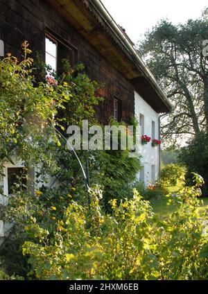 Morgenlicht auf dem Garten und Schindelfassade des alten Bauernhauses Stockfoto