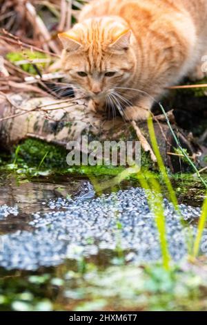 Katze fängt Frösche im Gartenteich - Großbritannien Stockfoto