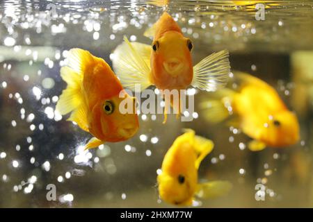 Goldfische schwimmen im Aquarienwasser Stockfoto
