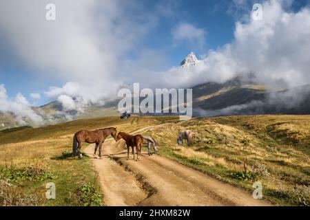 Wildpferde grasen in Kaukasus-Bergen in Georgien Stockfoto