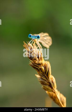 Weißer Damselfliegenmännchen, der bei Sonnenuntergang auf trockenem Gras sitzt. Frontalansicht. Verschwommener grüner Hintergrund, Kopierbereich. Gattung Platycnemis pennipes, Slowakei. Stockfoto