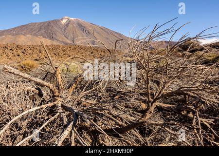 Teide und Retama (Spartocytisus supranubius) im Teide-Nationalpark, Teneriffa, Kanarische Inseln, Spanien Stockfoto