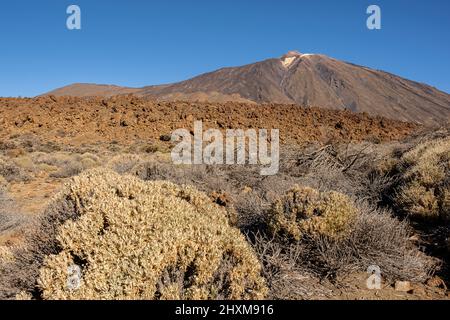 Teide, vulkanische Felsformationen und einheimische Vegetation, im Teide Nationalpark, Teneriffa, Kanarische Inseln, Spanien Stockfoto