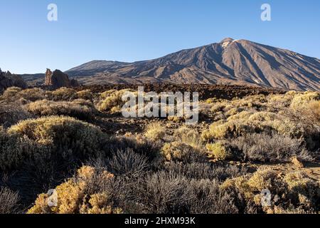 Teide, vulkanische Felsformationen und einheimische Vegetation, im Teide Nationalpark, Teneriffa, Kanarische Inseln, Spanien Stockfoto